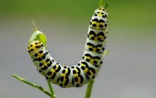 Hallan-un-nuevo-grupo-de-genes-virales-que-protegen-a-algunos-insectos-frente-a-parasitos-585x300