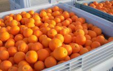 naranjas