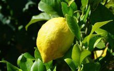 citricos