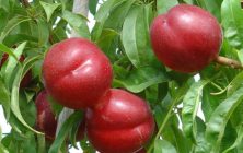 fruta