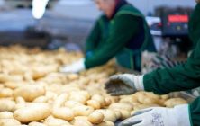 patatas-virgen-del-rocio