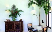 plantas