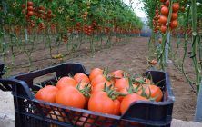 tomate