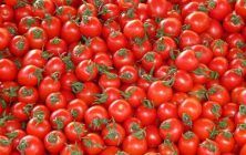 tomate-marroqui