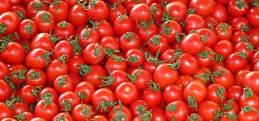 tomate-marroqui