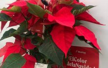 20211126_FOTO-STARSKI-EN-POINSETTIA-768x1024