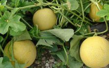 VARIAS-FOTOS-VIERNES-004-1020x600