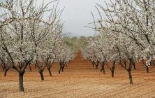 almendros