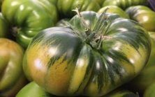tomate-raf-e1637824319714