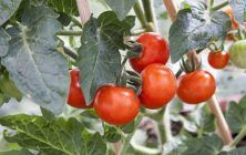 tomates-en-la-plantaok-1024x600