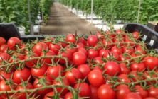 Tomates-ok-1020x600