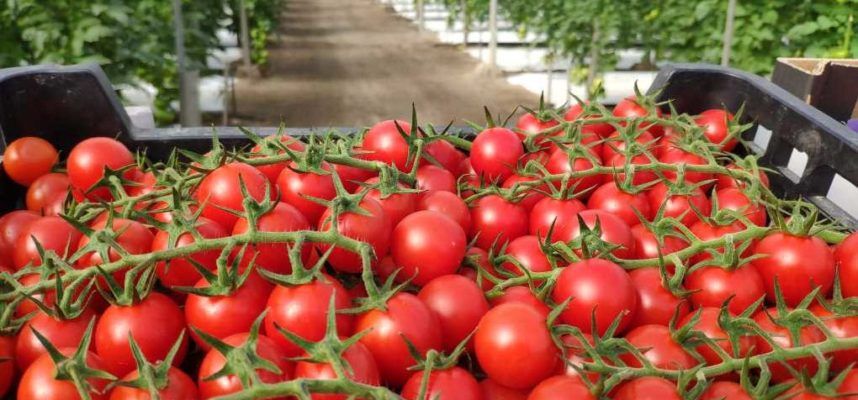 Tomates-ok-1020x600