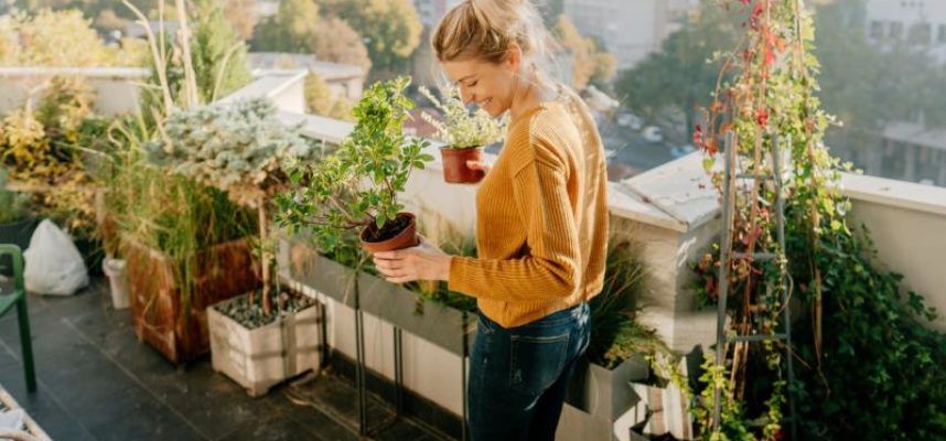 Flores y plantas