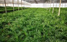 plantas-ok