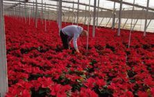 poinsettia home ok