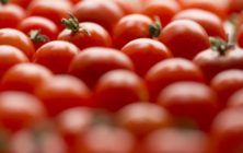tomates-Marruecos