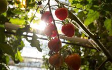 tomates-invernadero-ok-1020x600
