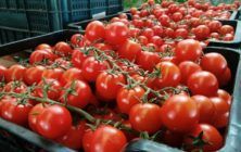 Tomate-en-cajaI
