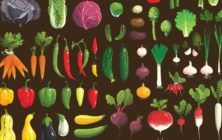 frutas-y-verduras-ilustracion-1024x600