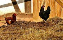 gallinas-estiercol-ok-1020x600