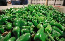pimientos-3