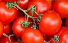 tomates