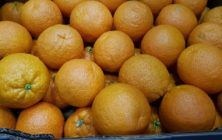 citricos-1020x600