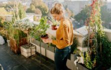 plantas