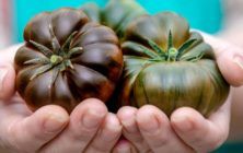 tomate-sabor