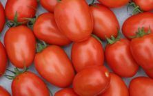 tomates-marroquíes