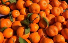 Citricos-Turquia-recurso-ok-1020x600