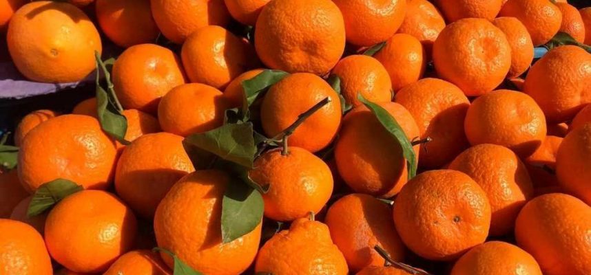 Citricos-Turquia-recurso-ok-1020x600