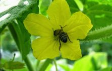 abejas-2-1020x600