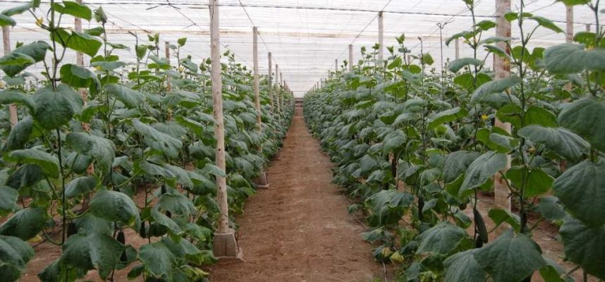 pepinos-invernadero-1020x600