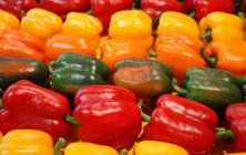 pimientos-marzo-1020x600