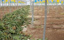 residuos-vegetales-invernadero-1020x600