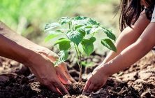sanidad-vegetal