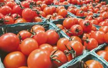 tomate-marroqui-1020x600