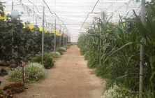 Invernadero-de-producción-ecológica-ok-1014x600