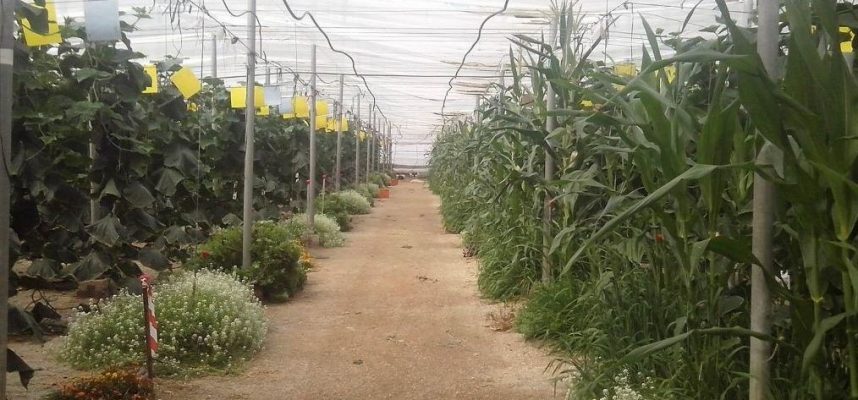 Invernadero-de-producción-ecológica-ok-1014x600