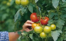 frutas-y-hortalizas