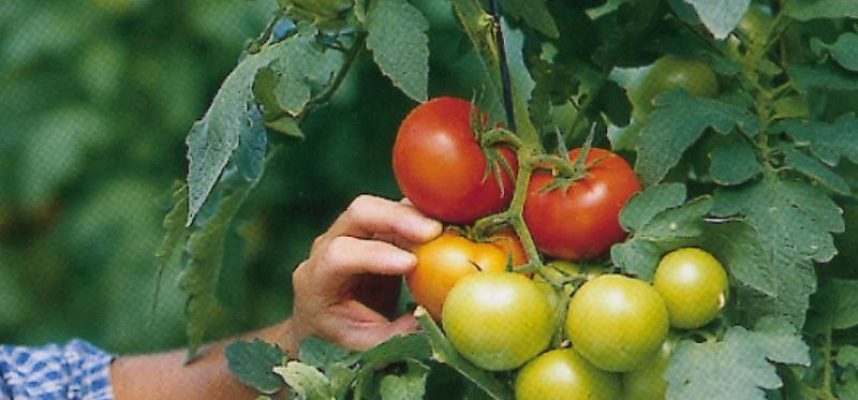 frutas-y-hortalizas