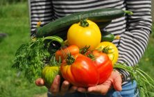 verduras