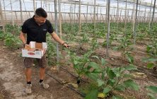 agricultor