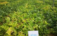 Parcela-de-melon-con-oFrass-1020x600