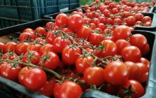 Tomate-en-cajaI