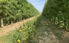 flores-en-frutales-ok-900x596