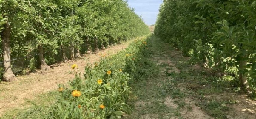 flores-en-frutales-ok-900x596