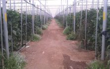invernadero-agricultura-biodinamica