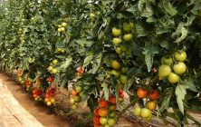 tomates-1020x600
